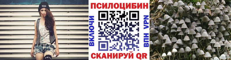 как найти   Лихославль  Галлюциногенные грибы Psilocybe 